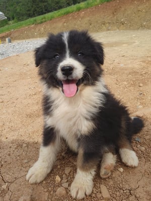 Les chiots de Berger Australien