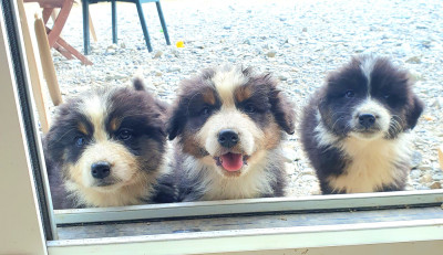Les chiots de Berger Australien