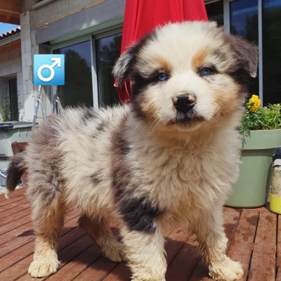 Les chiots de Berger Australien