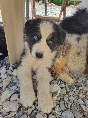 Les chiots de Berger Australien