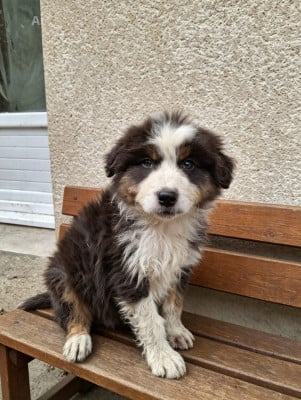 Les chiots de Berger Australien