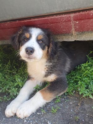 Les chiots de Berger Australien
