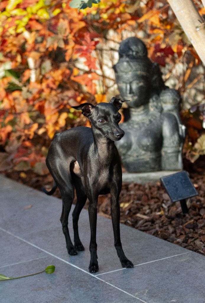 Valentino Du Val De La Rose Des Vents
