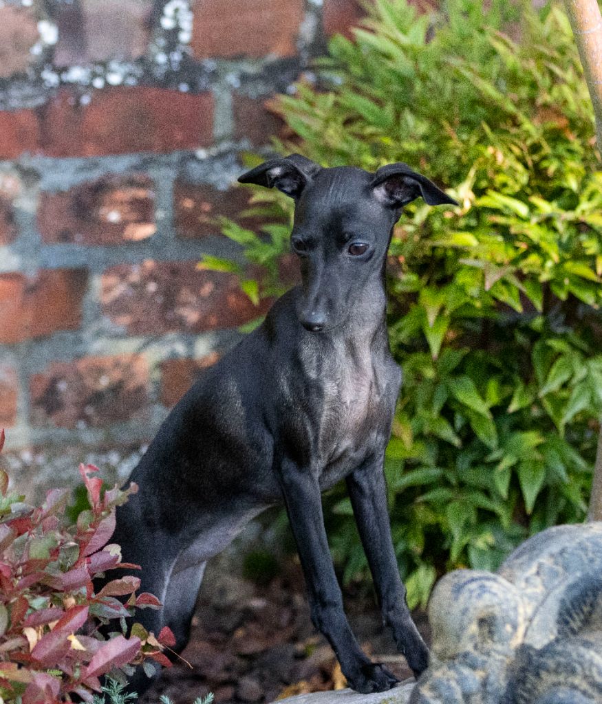 Publication : Du Val De La Rose Des Vents Auteur : VAL DE LA ROSE DES VENTS