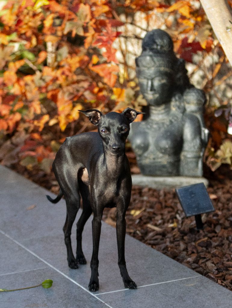 Valentino Du Val De La Rose Des Vents