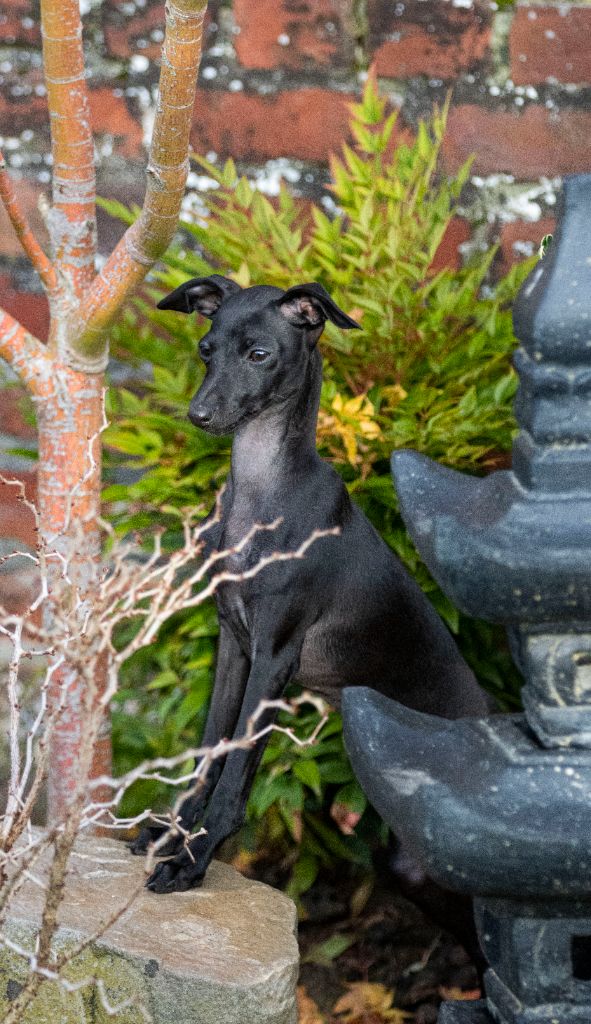 Publication : Du Val De La Rose Des Vents Auteur : VAL DE LA ROSE DES VENTS