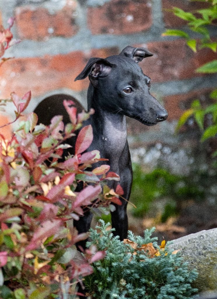 Publication : Du Val De La Rose Des Vents Auteur : VAL DE LA ROSE DES VENTS