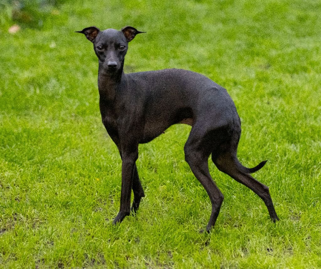 Valentino Du Val De La Rose Des Vents