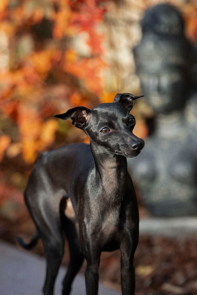 Valentino Du Val De La Rose Des Vents