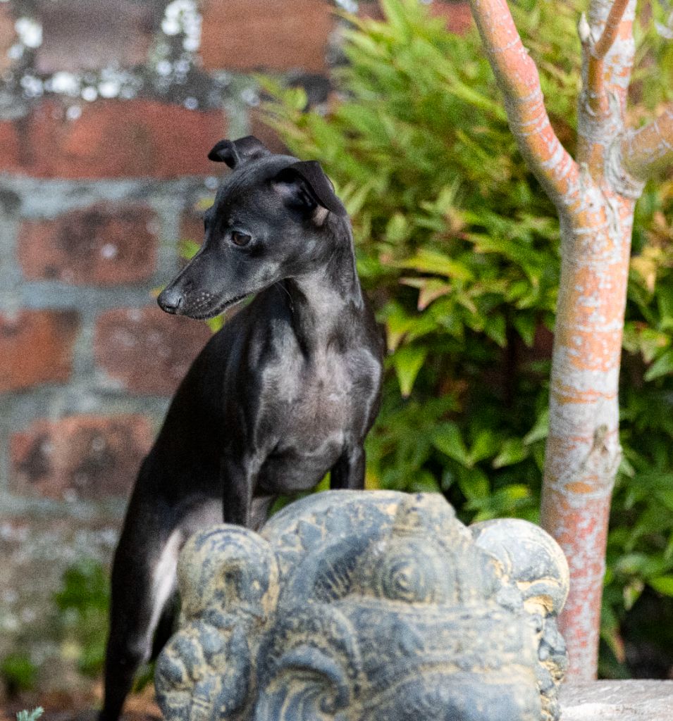 Publication : Du Val De La Rose Des Vents Auteur : VAL DE LA ROSE DES VENTS