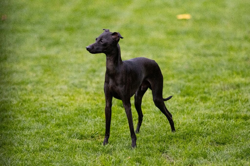 Valentino Du Val De La Rose Des Vents