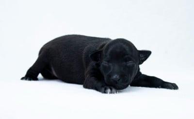 Chiot N°2 - Petit Levrier Italien