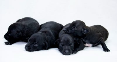 Chiot N°3 - Petit Levrier Italien