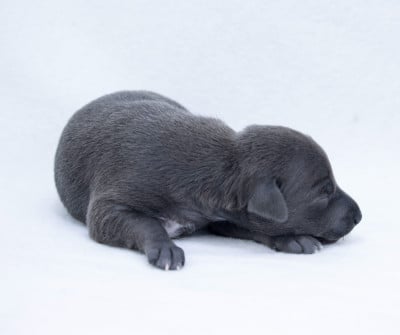 Les chiots de Petit Levrier Italien