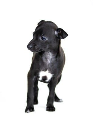 Les chiots de Petit Levrier Italien