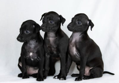 Les chiots de Petit Levrier Italien