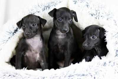 Les chiots de Petit Levrier Italien