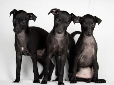 Les chiots de Petit Levrier Italien