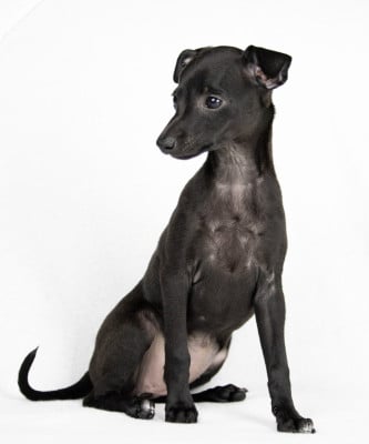 Les chiots de Petit Levrier Italien