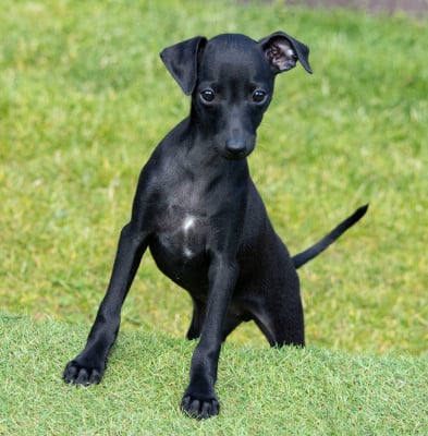 Les chiots de Petit Levrier Italien