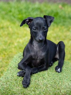 Les chiots de Petit Levrier Italien