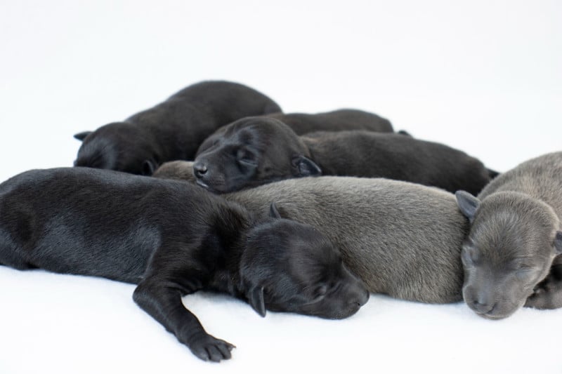 Petit Levrier Italien - Du Val De La Rose Des Vents