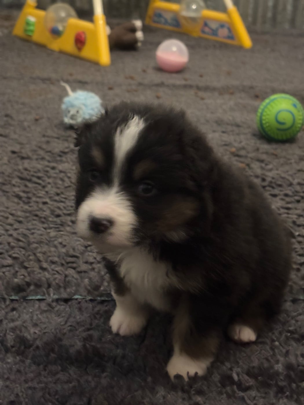 CHIOT 1 - Berger Australien