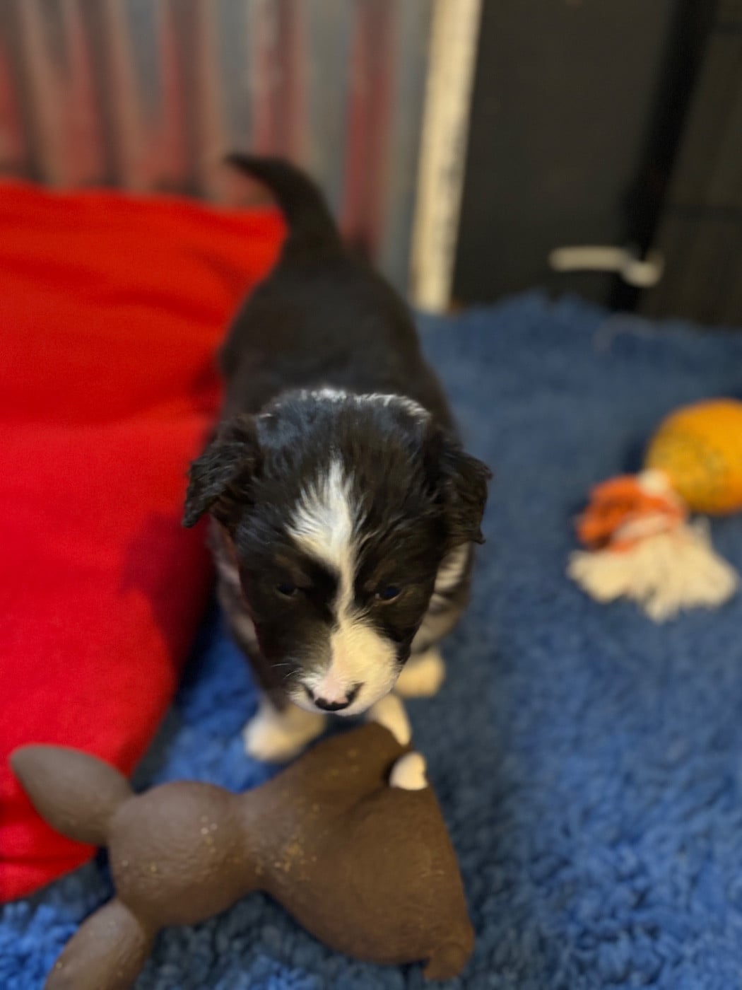 CHIOT 2 - Berger Australien