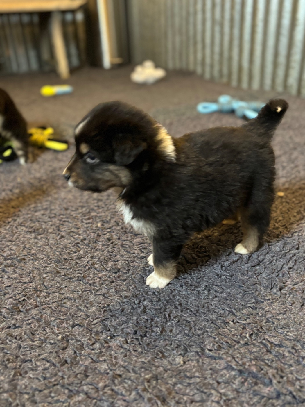 CHIOT 3 - Berger Australien