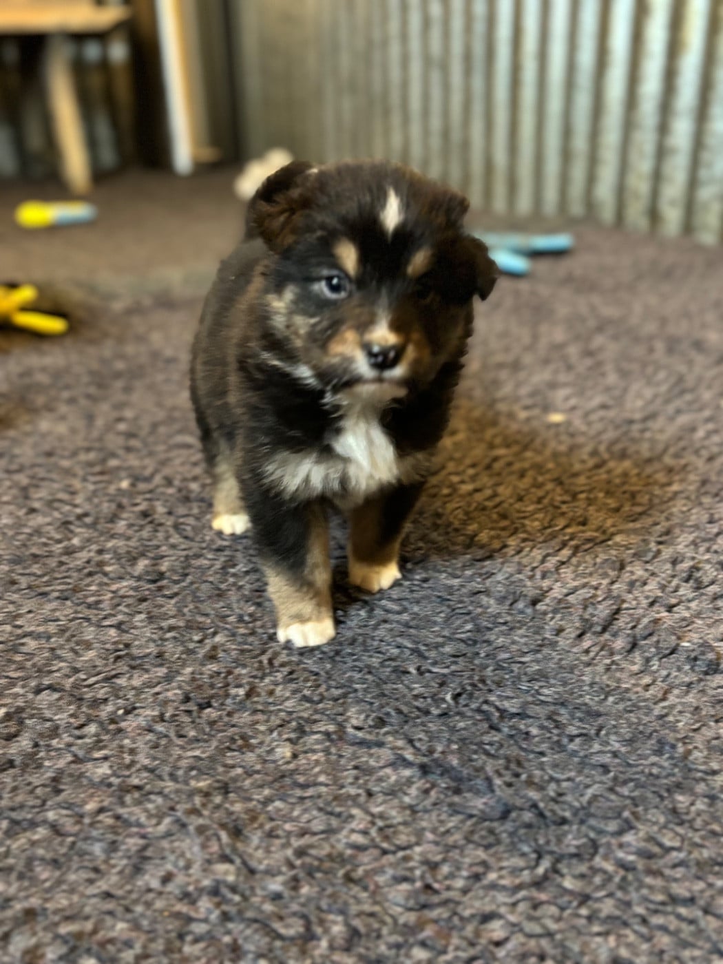 CHIOT 8 - Berger Australien