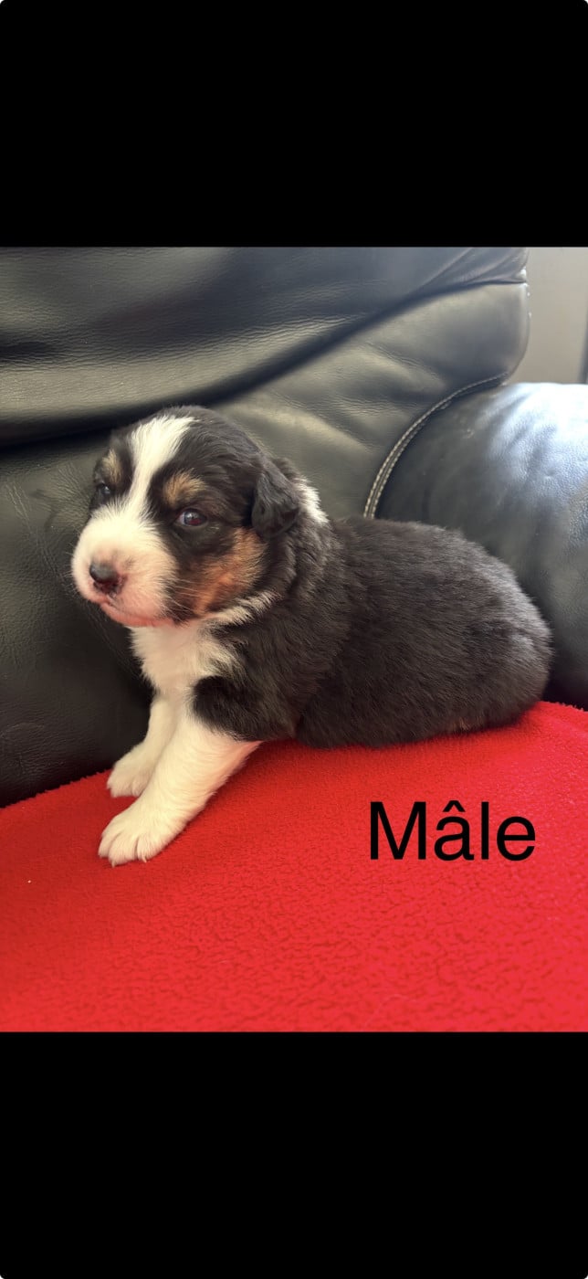 Chiot N°1 - Berger Australien