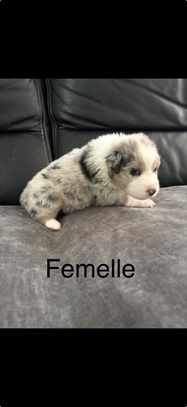 Chiot N°7 - Berger Australien
