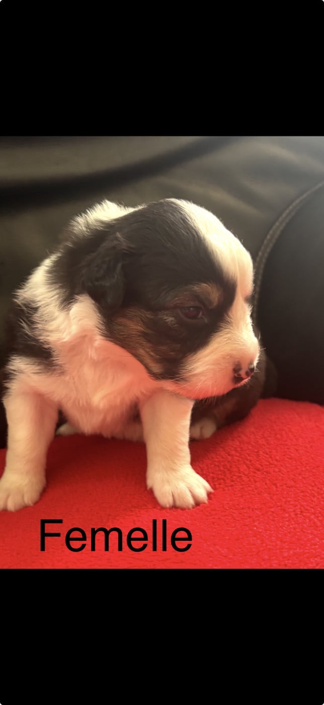 Chiot N°8 - Berger Australien