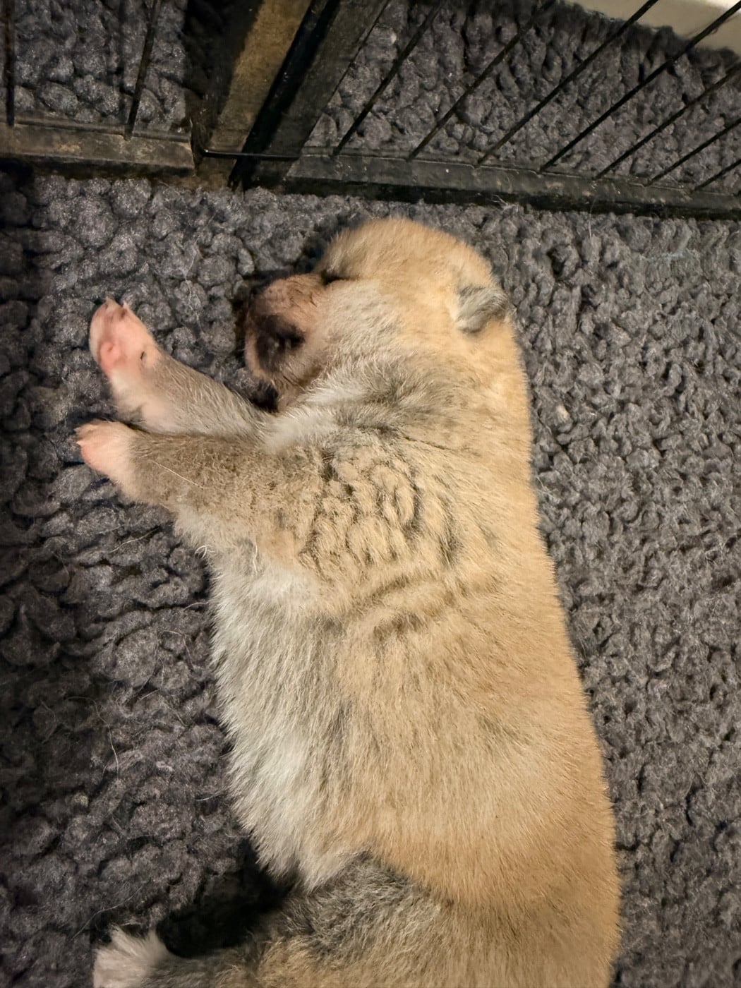 Chiot N°1