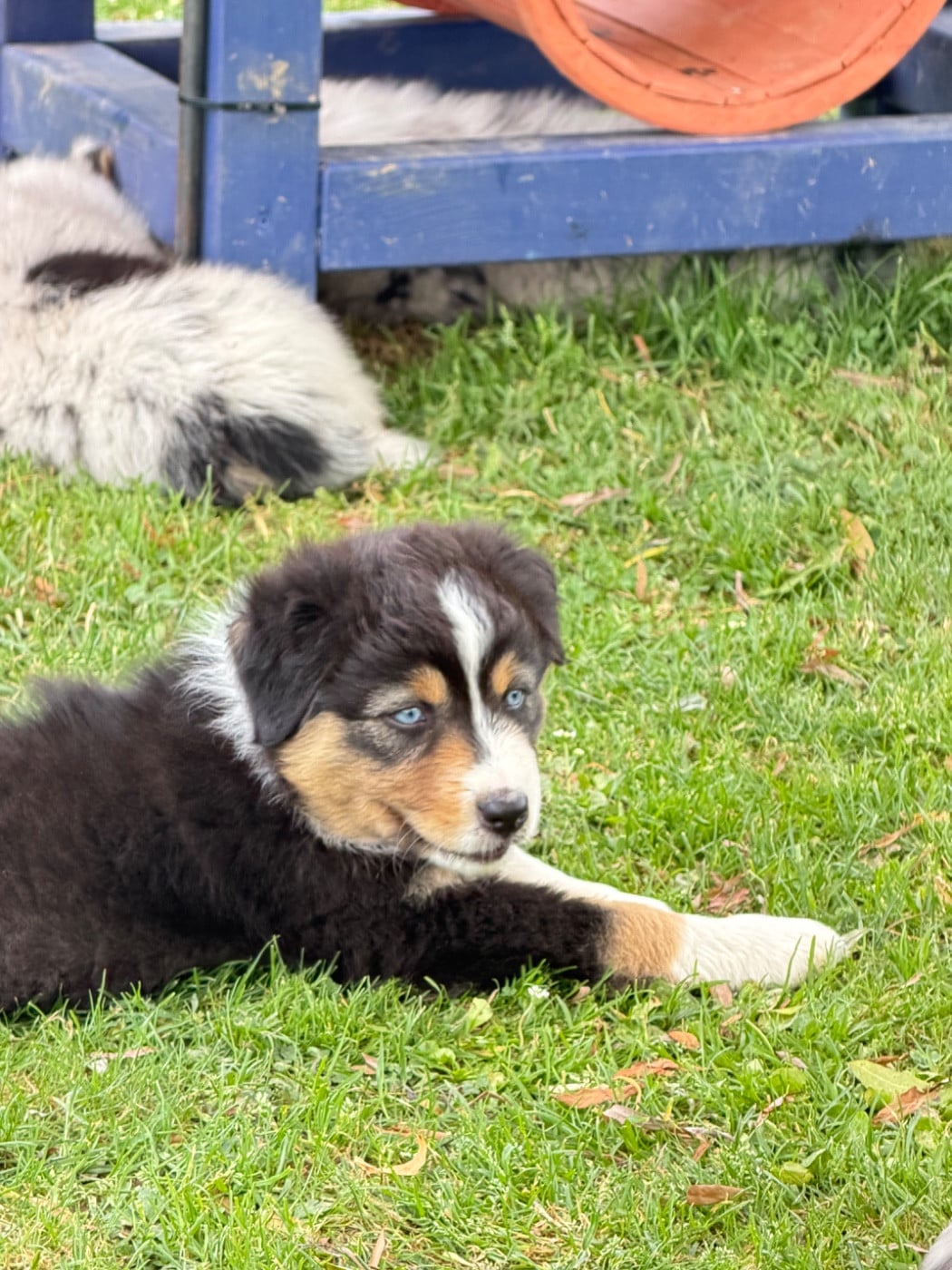 Chiot N°1