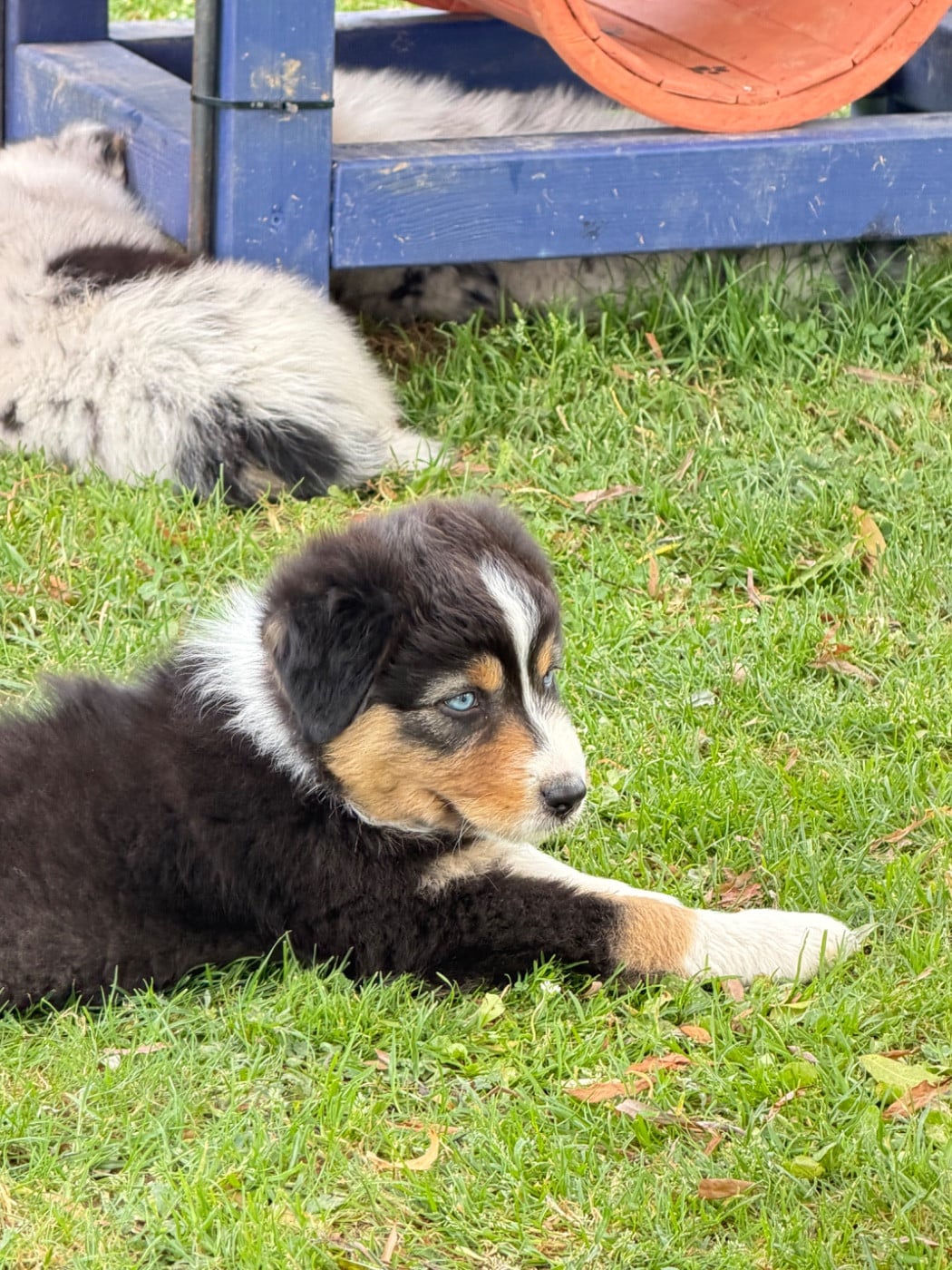 Chiot N°1
