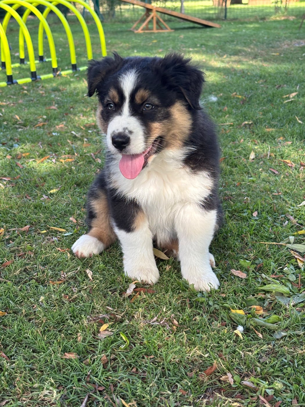 Chiot N°8