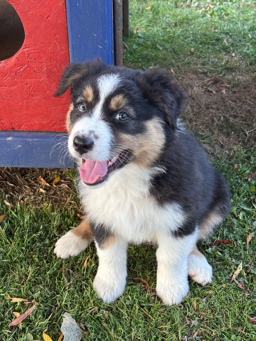 Chiot N°8