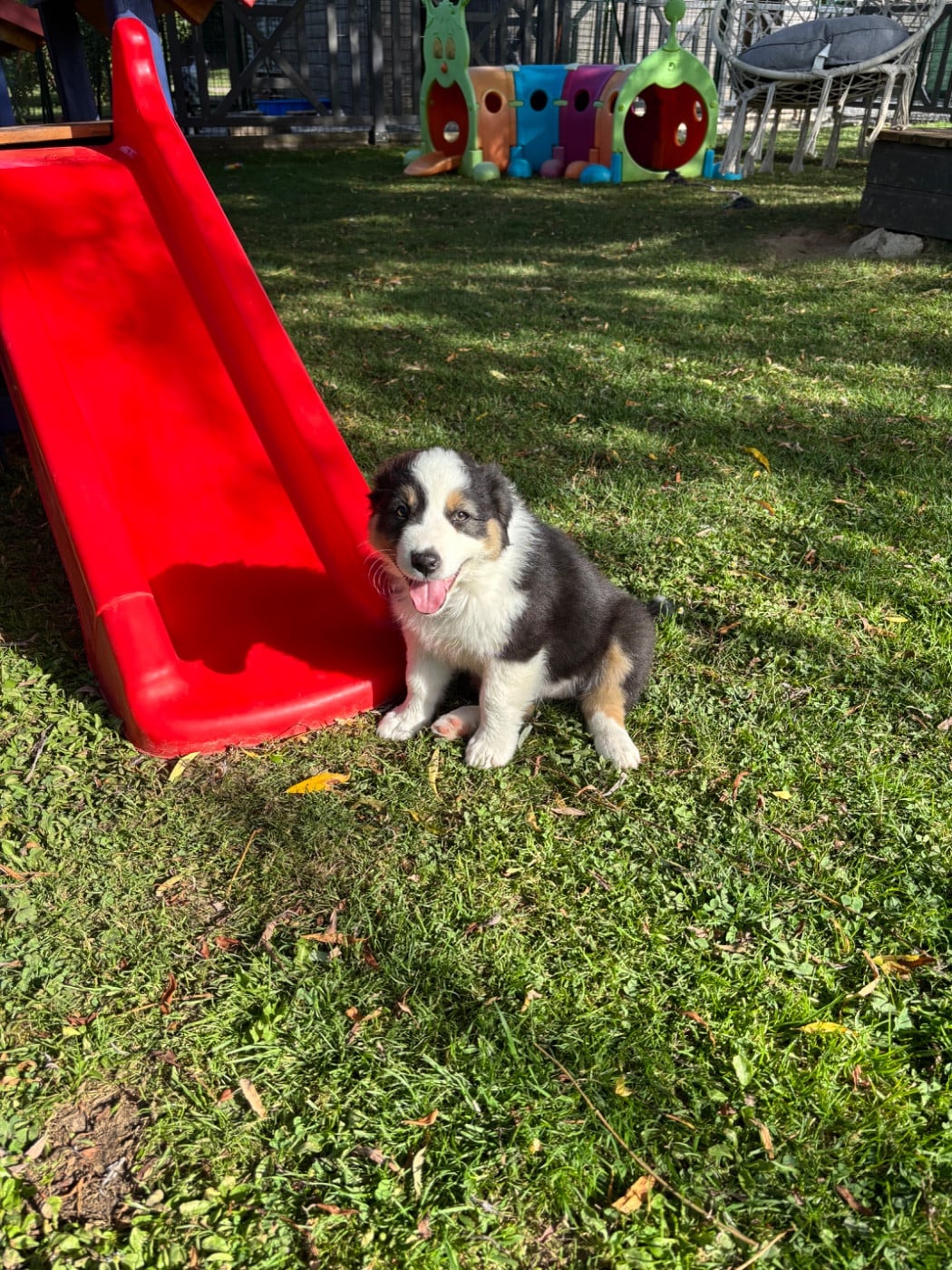 Chiot N°9