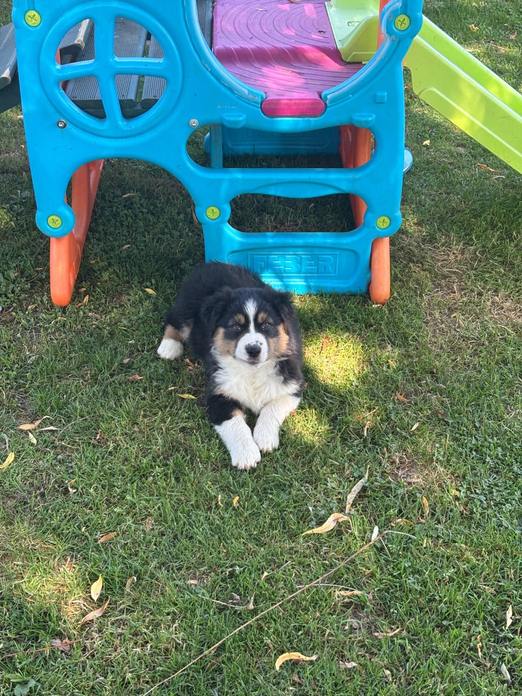 Chiot N°8
