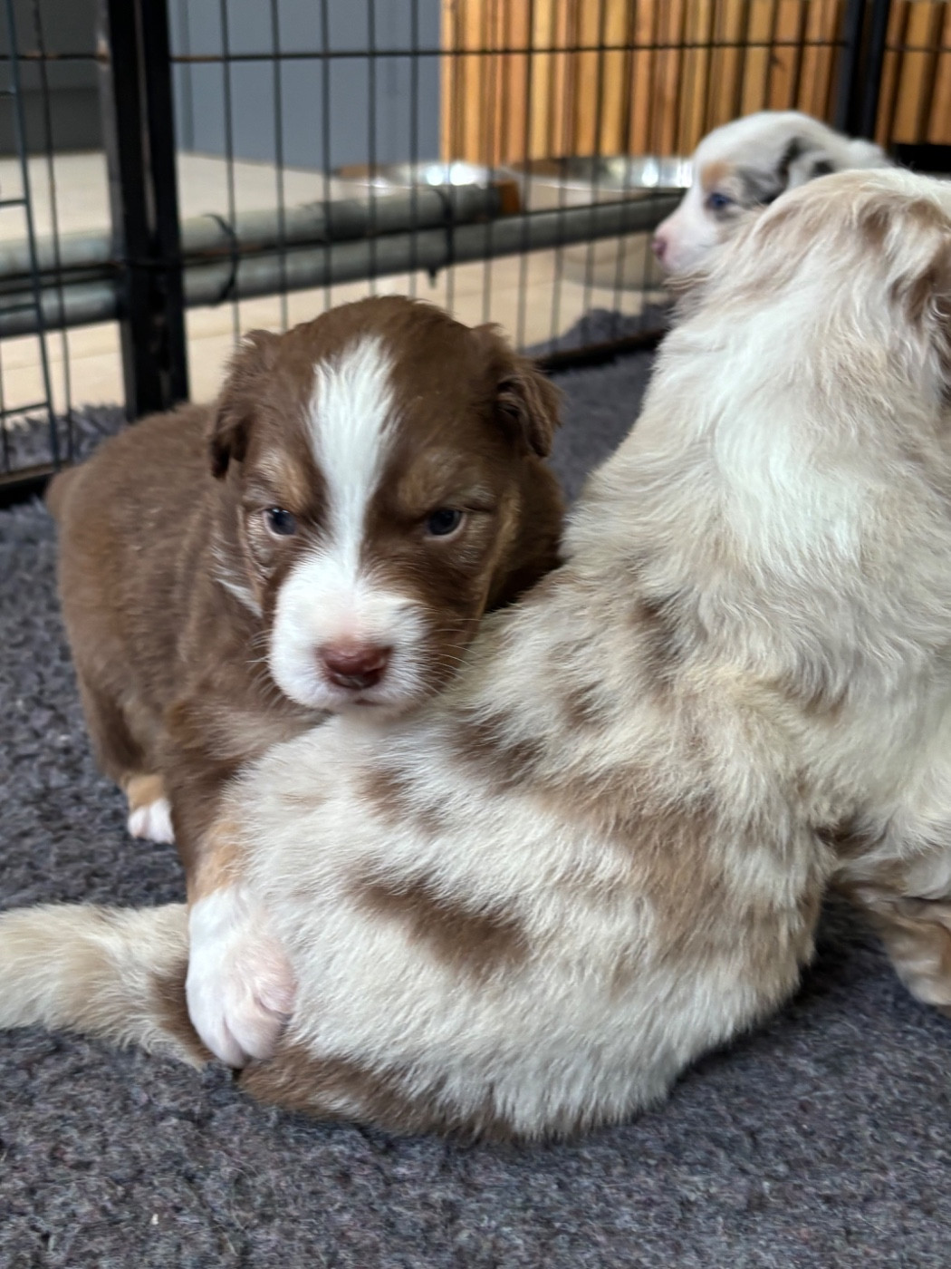 Chiot N°2