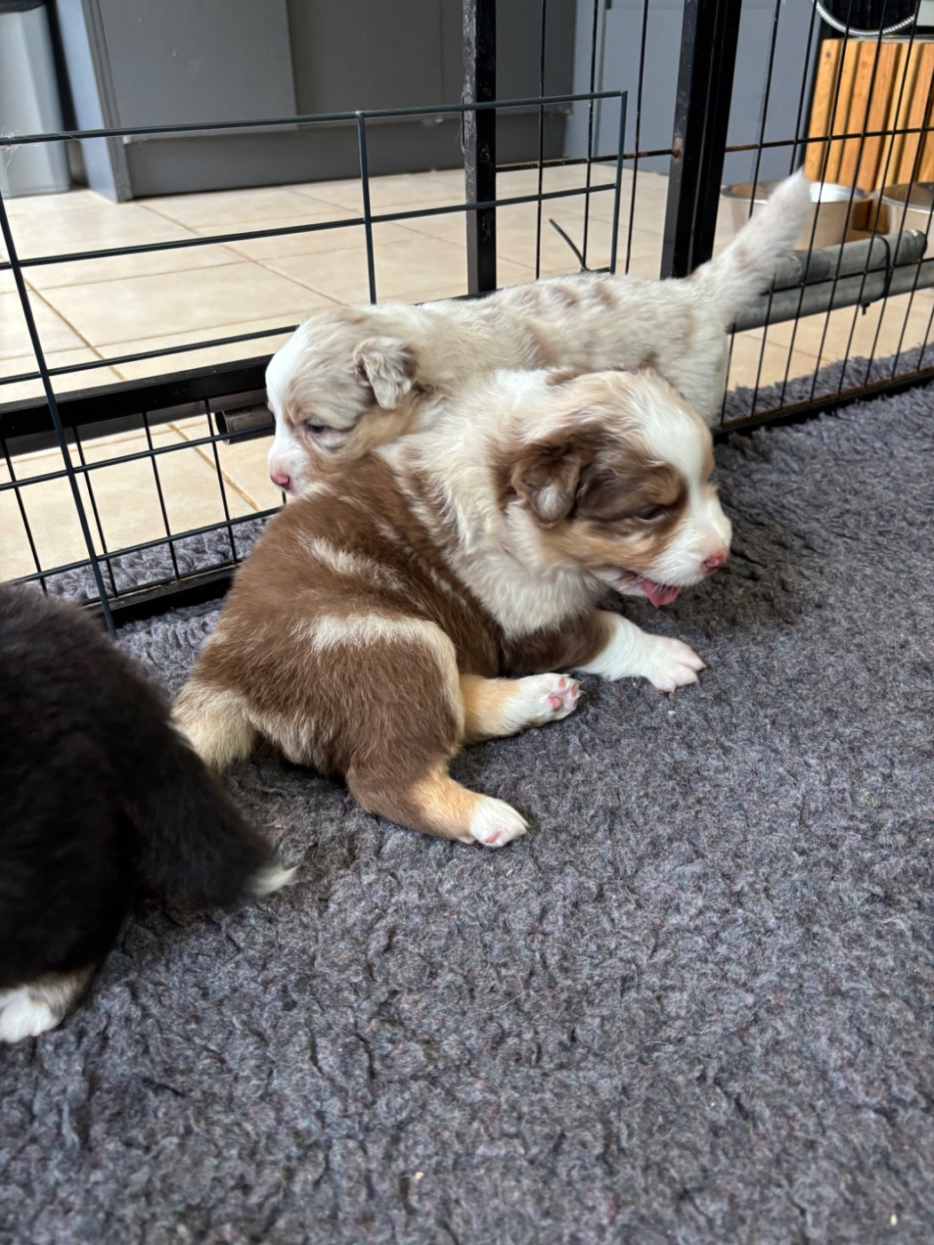 Chiot N°6