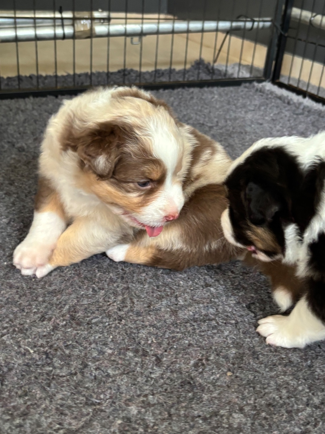 Chiot N°6