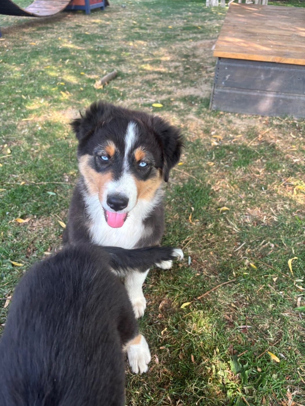 Chiot N°1
