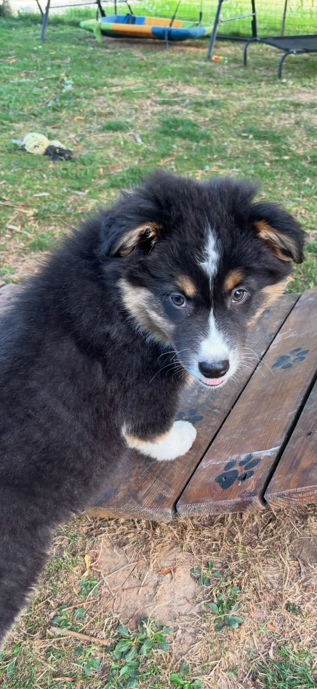 Chiot N°3