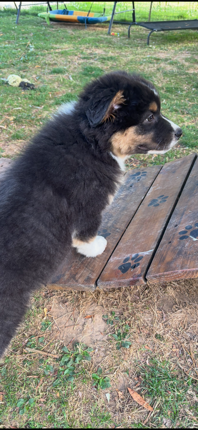 Chiot N°3