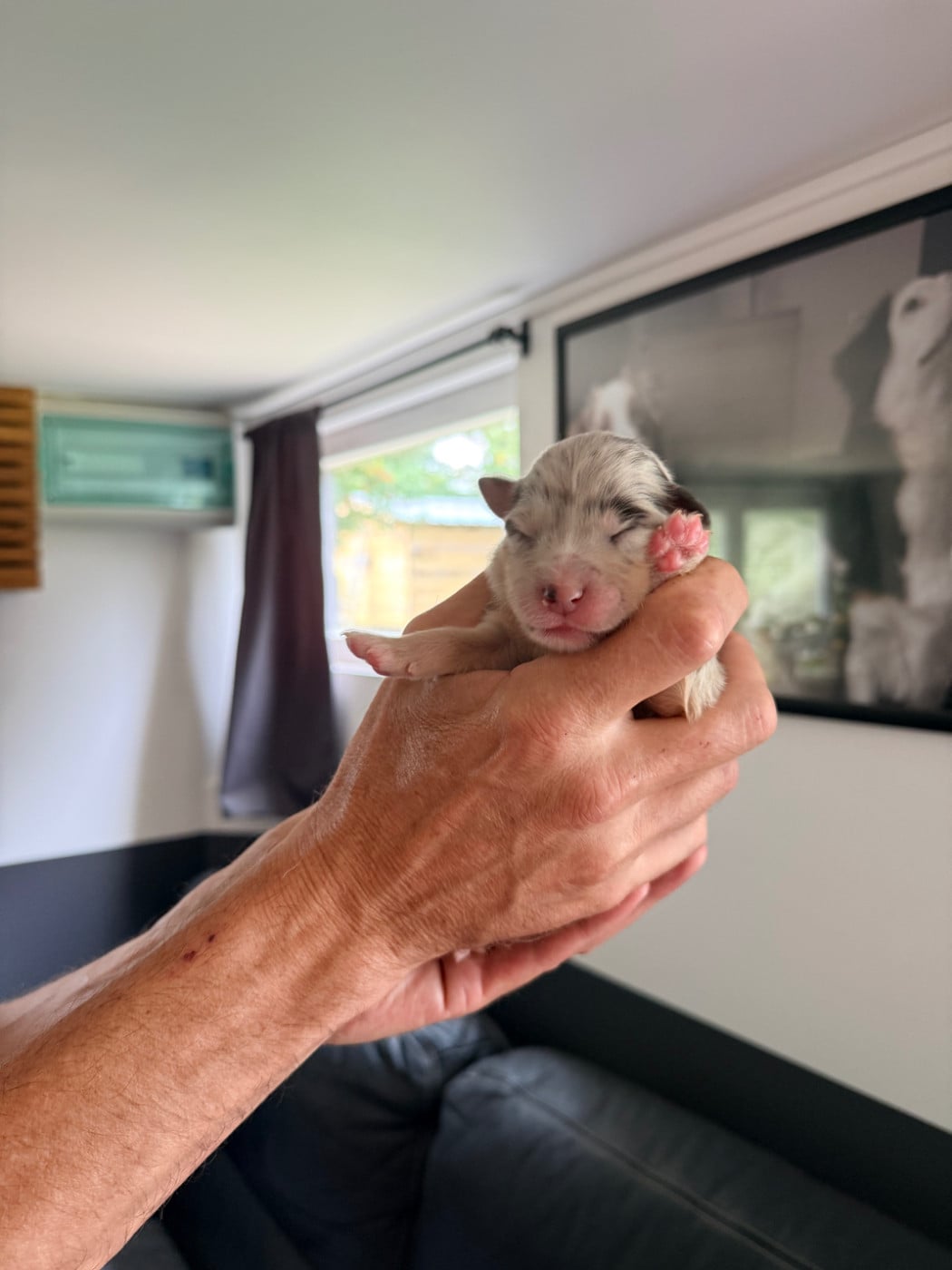 CHIOT 1
