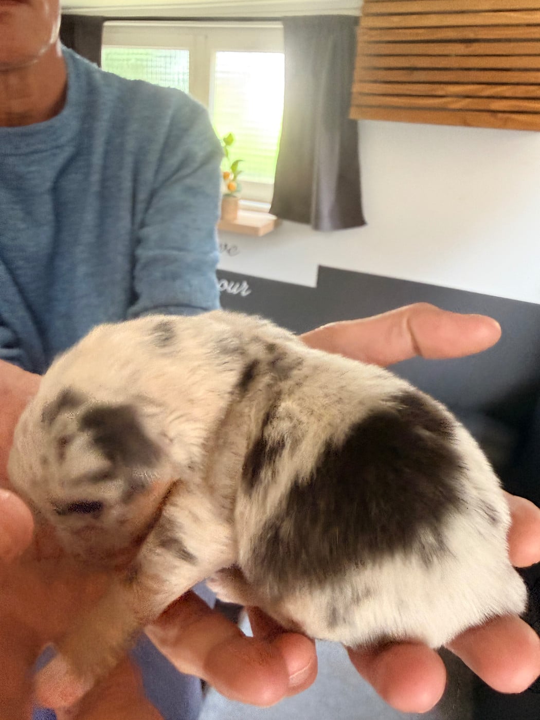 CHIOT 1