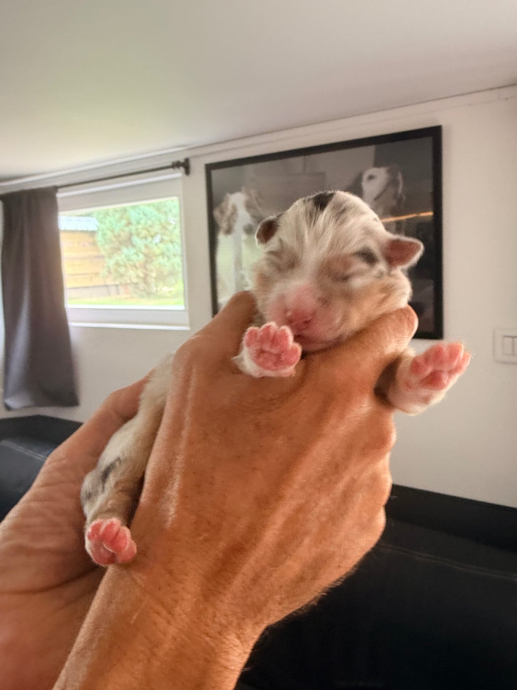 CHIOT 2