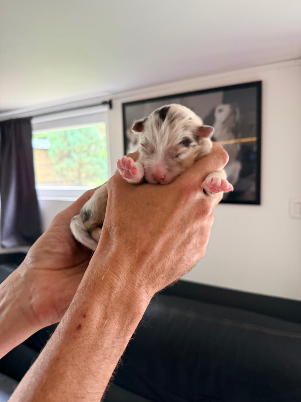 CHIOT 2